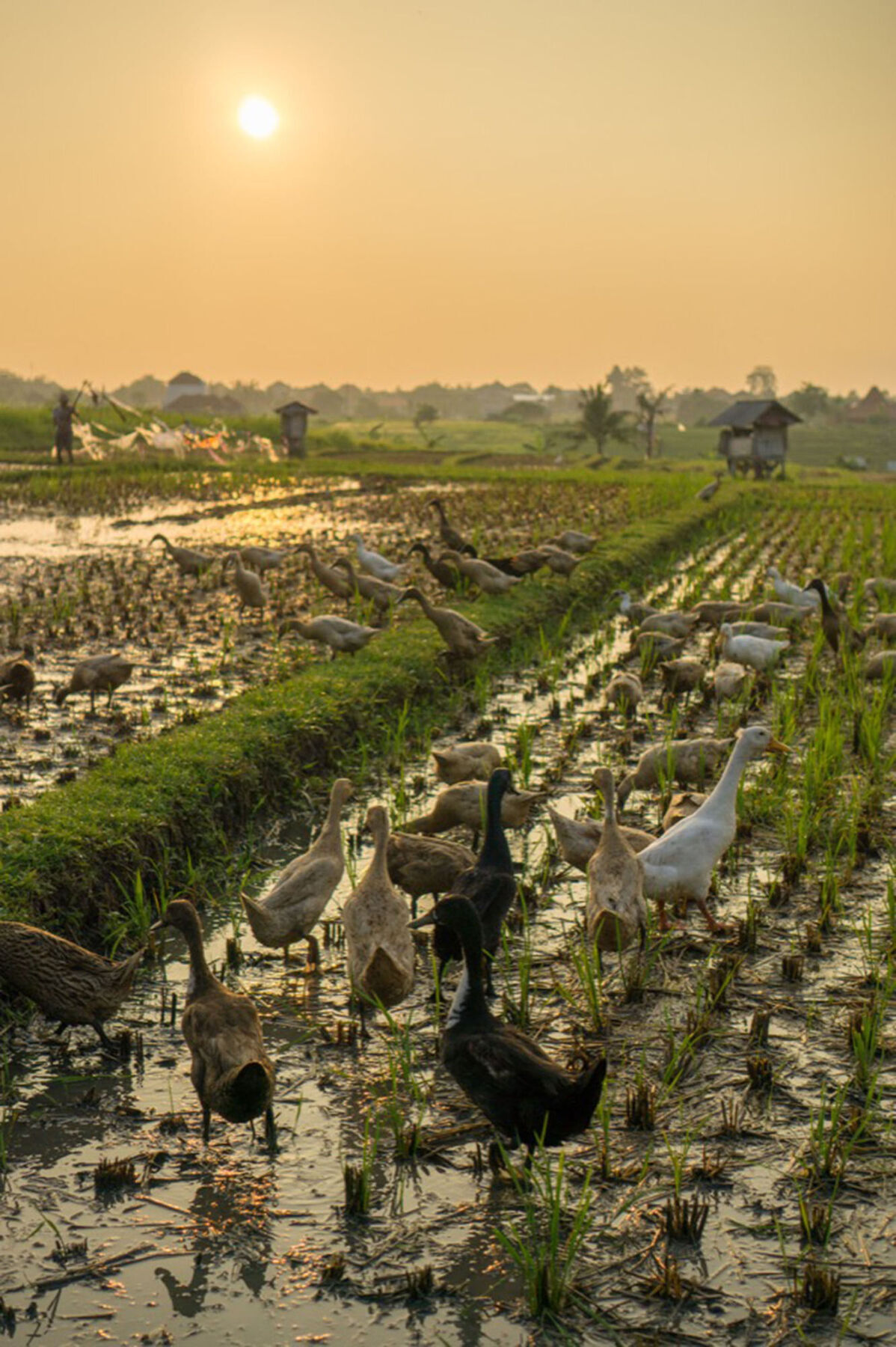 Sotis Villas Canggu Buitenkant foto