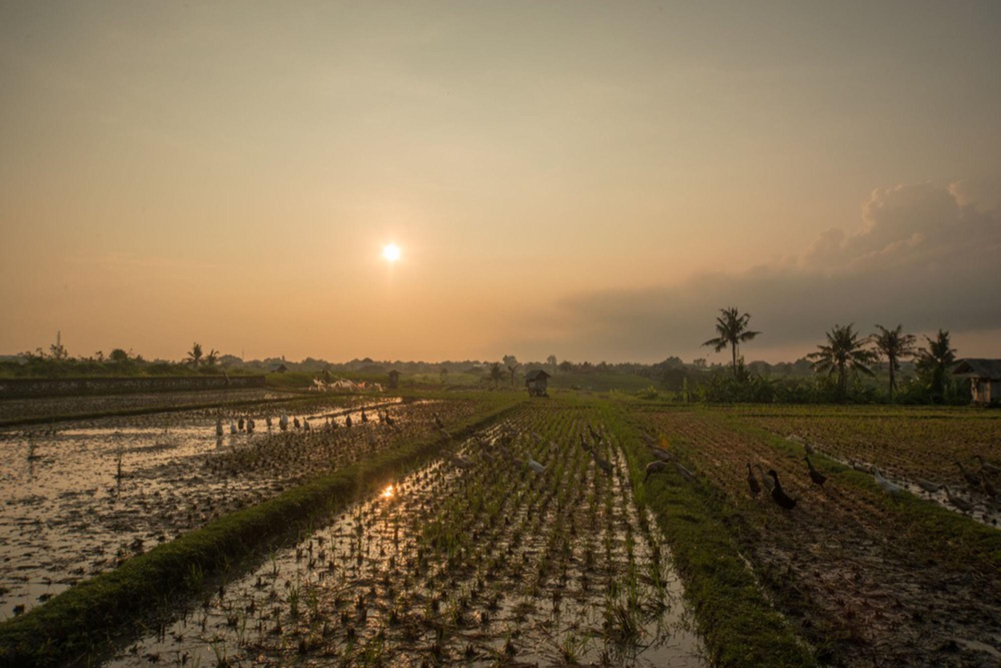 Sotis Villas Canggu Buitenkant foto
